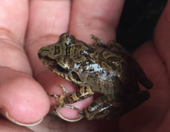 Pristimantis actites