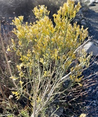 Ericameria paniculata