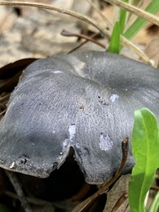 Omphalotus mexicanus