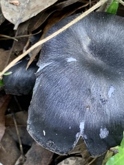 Omphalotus mexicanus