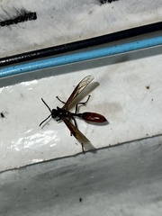 Apoica