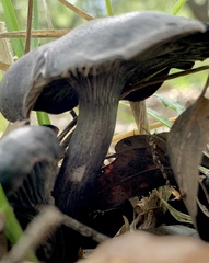 Omphalotus mexicanus