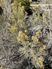 Ericameria paniculata