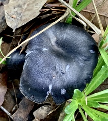 Omphalotus mexicanus