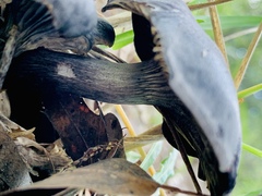 Omphalotus mexicanus