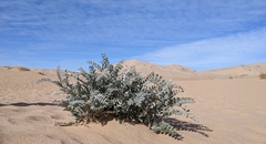 Astragalus lentiginosus borreganus