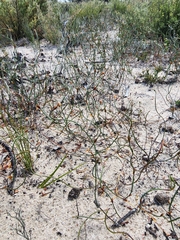 Lepidobolus drapetocoleus