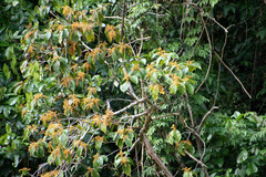 Miconieae