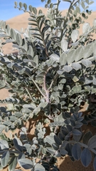 Astragalus lentiginosus borreganus