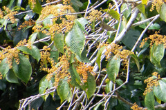 Miconieae