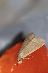 Simplicia cornicalis