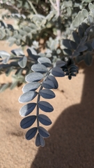 Astragalus lentiginosus borreganus