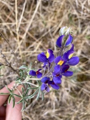 Lupinus altimontanus