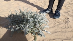 Astragalus lentiginosus borreganus