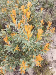 Banksia ornata