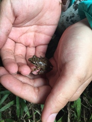 Pristimantis actites