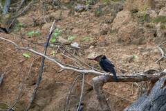 Molothrus oryzivorus