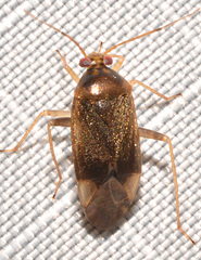 Neolygus caryae