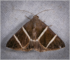 Grammodes justa