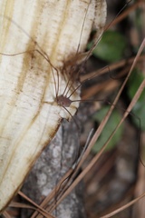 Leiobunum
