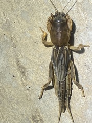 Neocurtilla hexadactyla