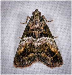 Orthaga atribasalis