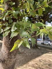 Zelkova
