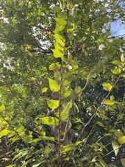 Zelkova
