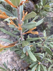 Banksia ornata