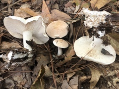 Leucopaxillus laterarius