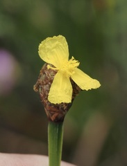 Xyris fimbriata