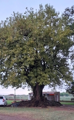 Phytolacca dioica