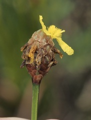 Xyris fimbriata
