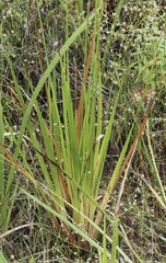 Xyris fimbriata