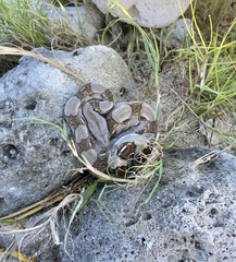 Boa constrictor