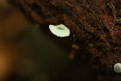 Mycena interrupta