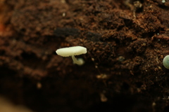 Mycena interrupta