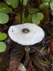 Lepiota atrodisca