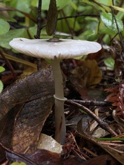 Lepiota atrodisca