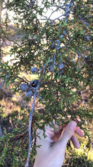Cupressus lusitanica
