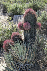 Ferocactus gracilis