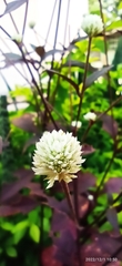 Alternanthera brasiliana