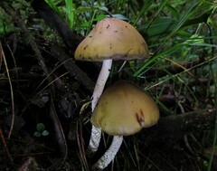 Psilocybe zapotecorum