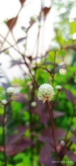 Alternanthera brasiliana