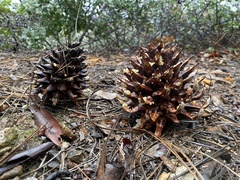 Pinus coulteri