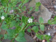 Stellaria pubera
