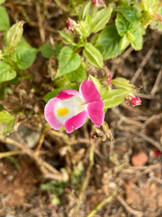 Torenia fournieri