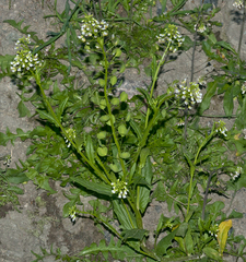 Thlaspi arvense