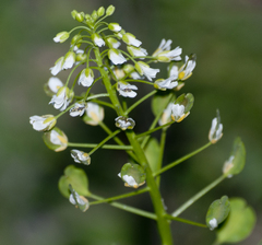 Thlaspi arvense
