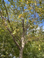 Celtis sinensis